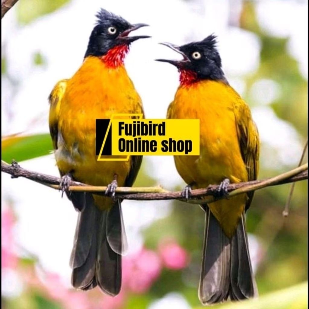 BURUNG KUTILANG EMAS SEPASANG PILIHAN AVIARY