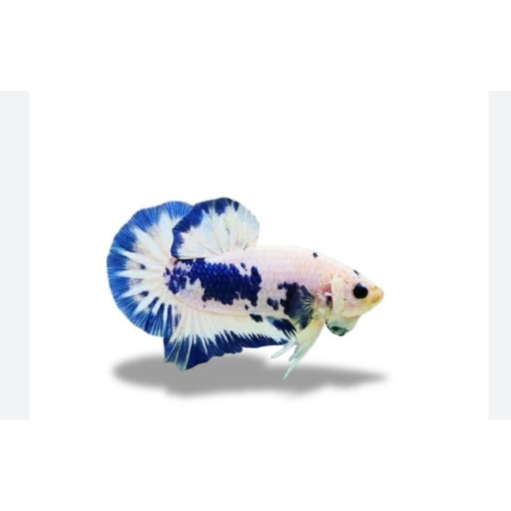 CUPANG BLUE PANDA/BETTA FISH/HIASAN AQUARIUM