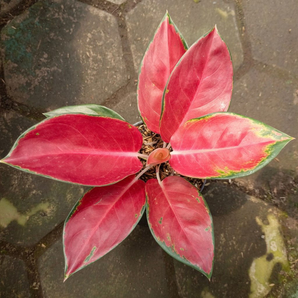 Aglaonema Kochin Suksom