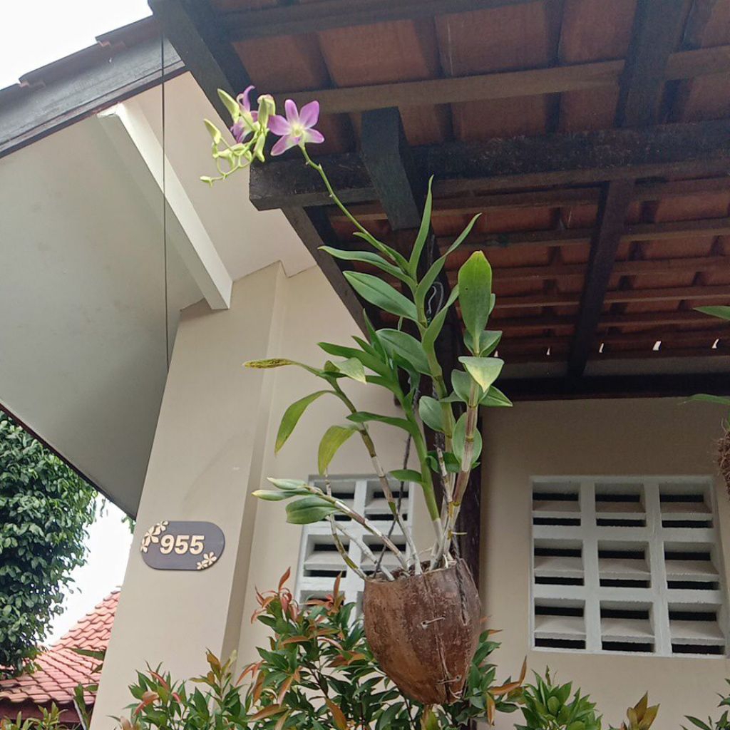 Anggrek Dendrobium No ID