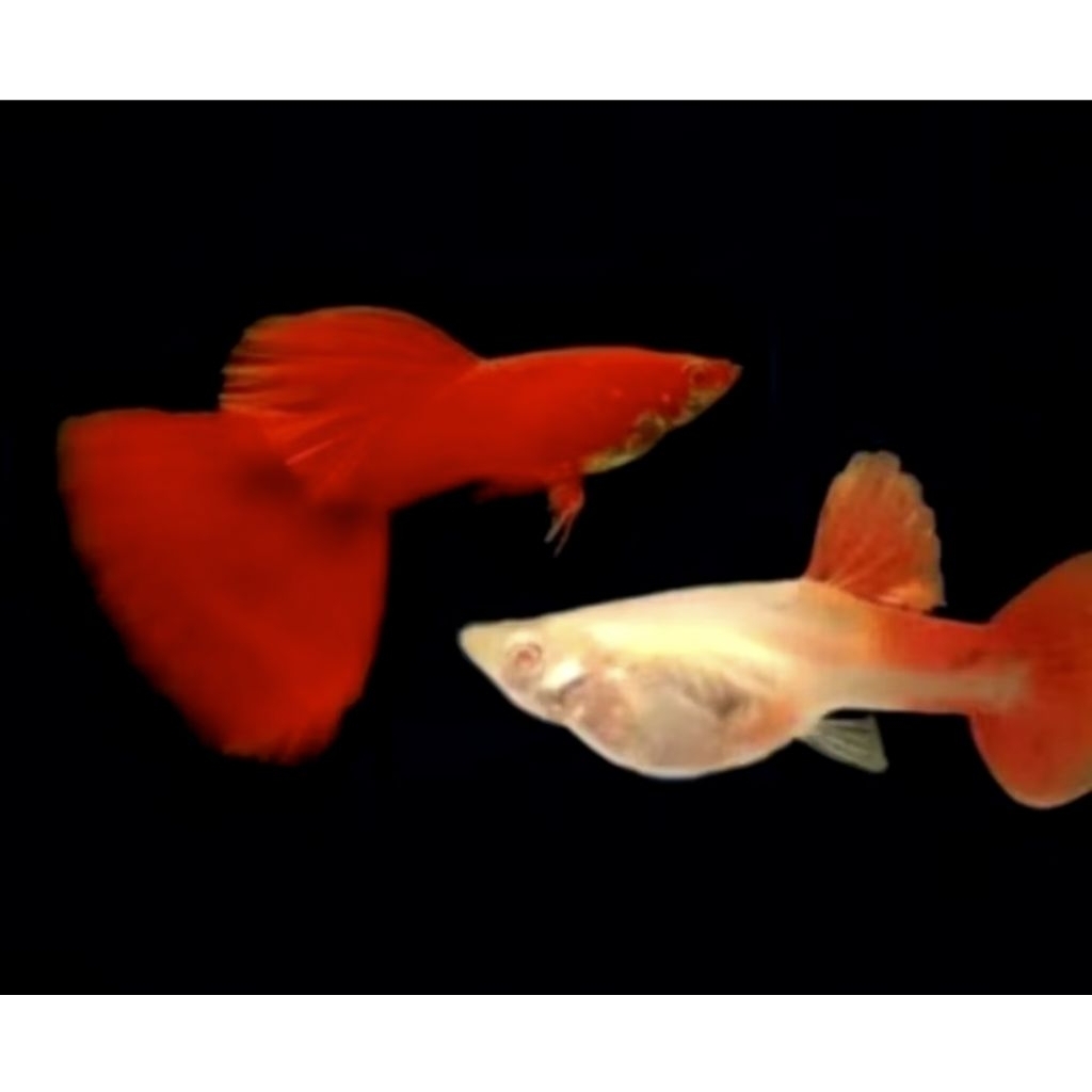 Hiasan aquarium Guppy AFR sepasang