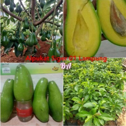 BIBIT ALPUKAT Siger 01 SiBatu ASLI VALID UNGGUL