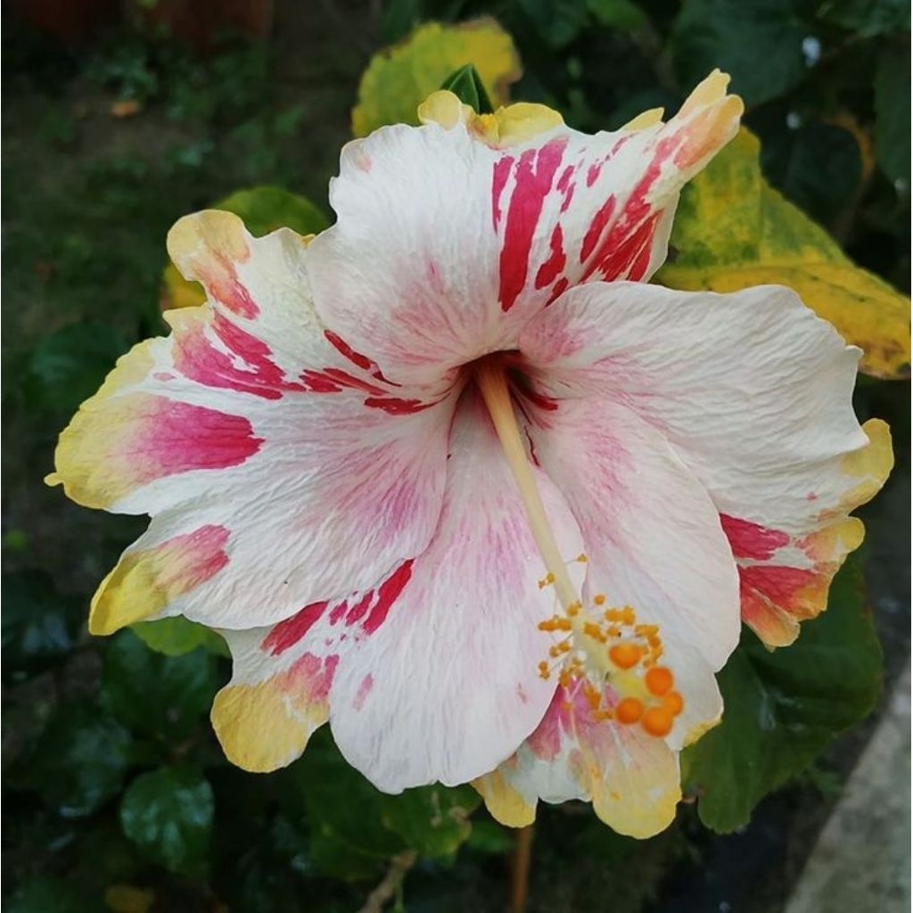 Tanaman Kembang Sepatu Murah - Kembang Sepatu Outdoor - Bibit Kembang Sepatu Siap Tanam