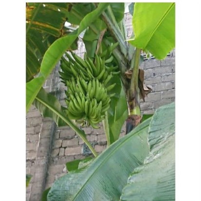 bibit pisang bawen / raja lawe / pisang candi tanaman