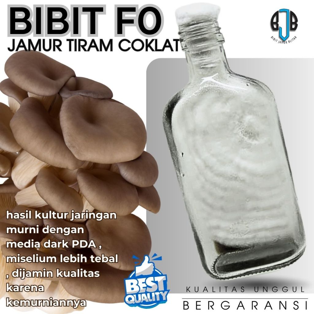 Bibit F0 Jamur Tiram Coklat Induk Murni Media PDA Benih Miselium Tebal Kualitas unggul
