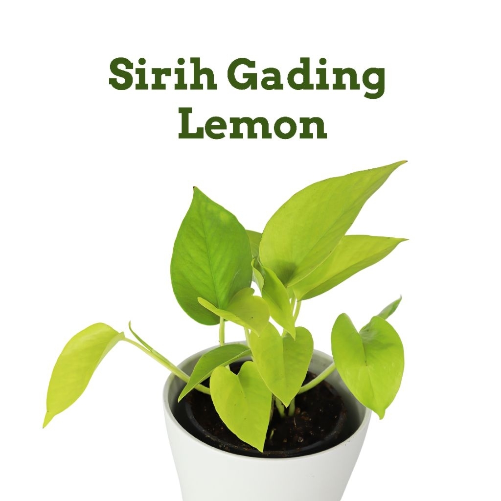 Bibit Sirih Gading Lemon | Siap Tanam - Tanaman Hias Indoor Cepat Rimbun