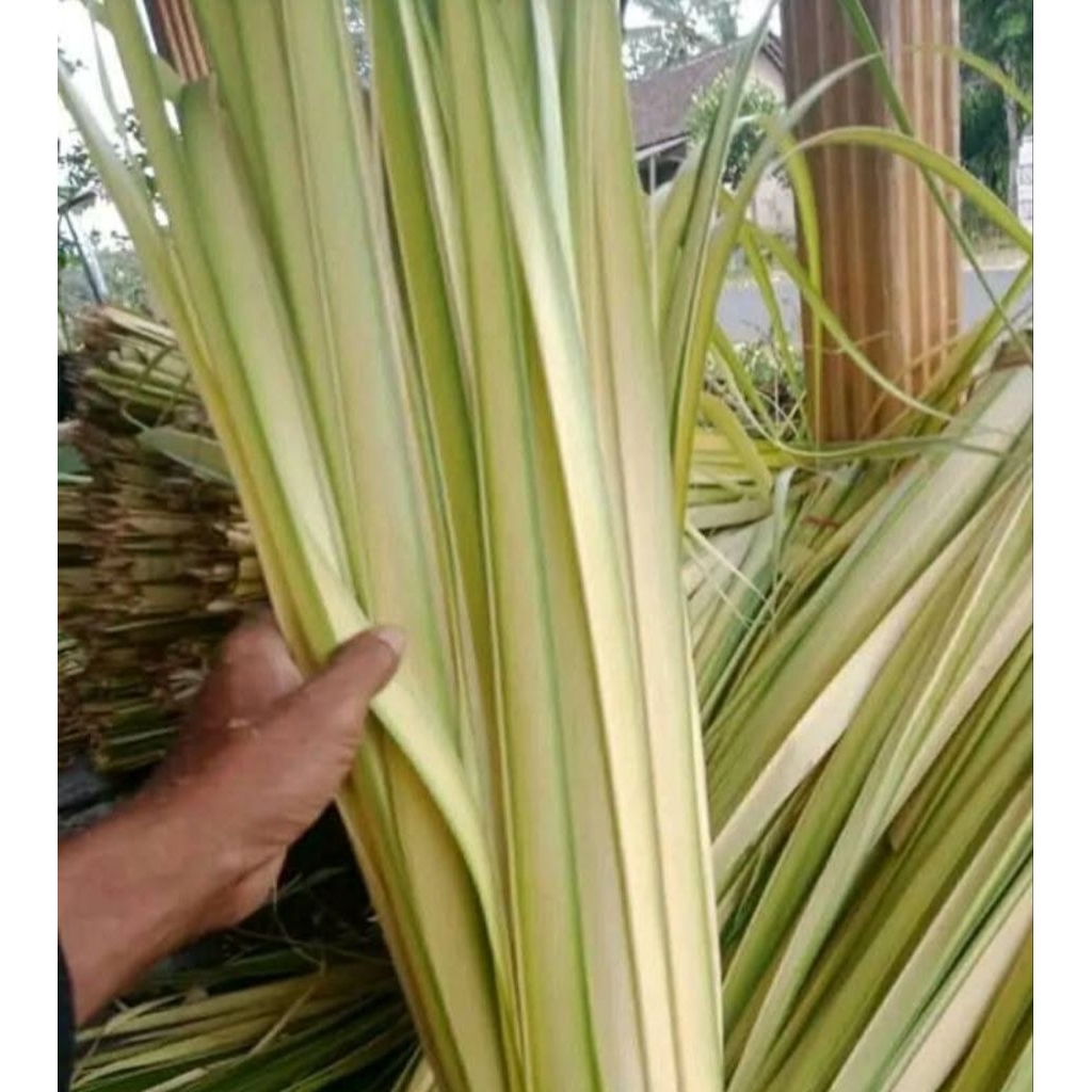 janur kuning 15lembar