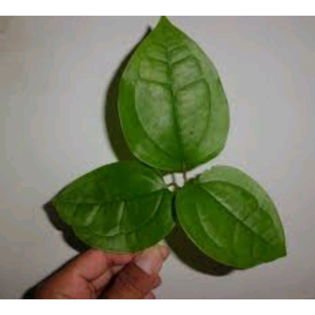 daun bungkus papua segar original 250g pembesar alat tempur