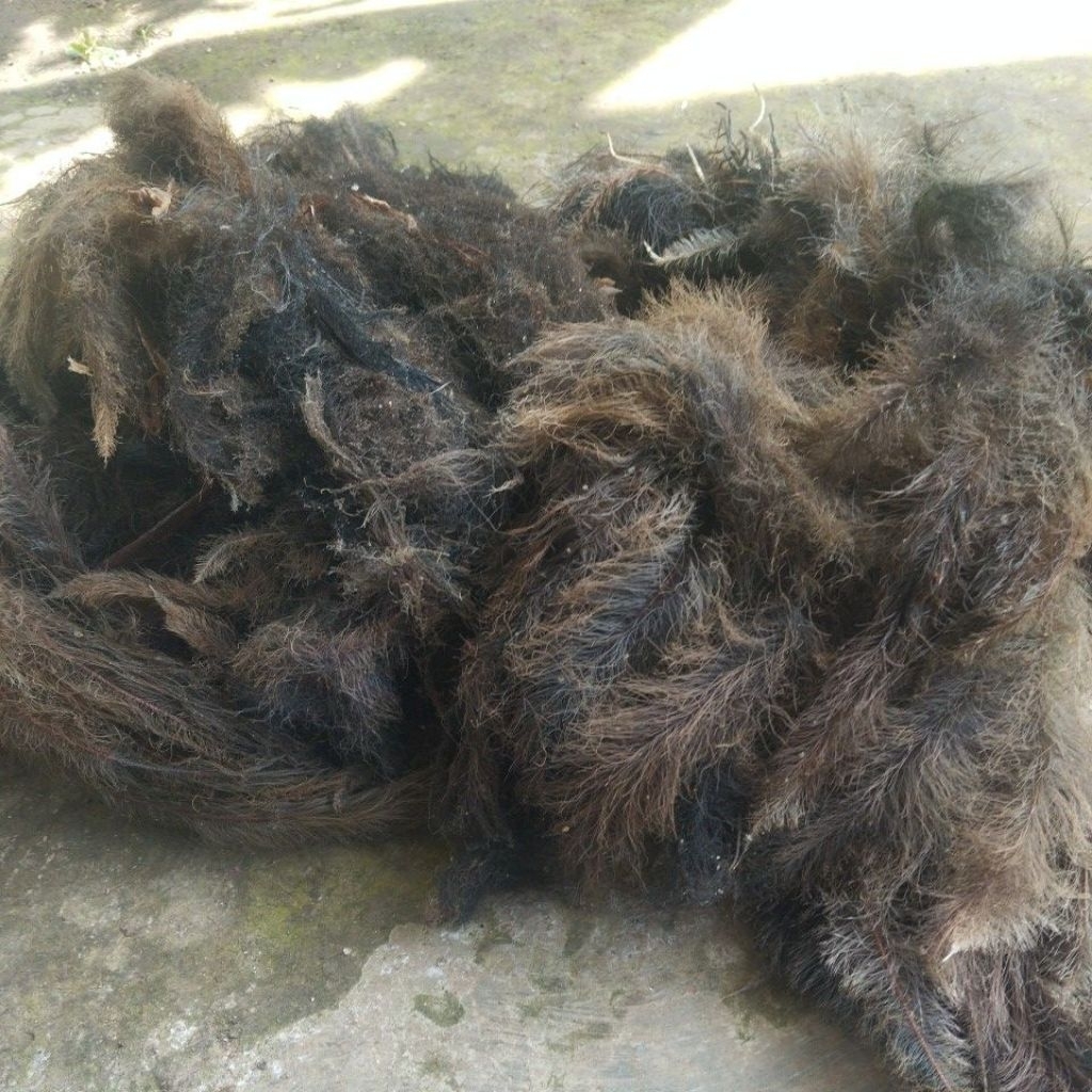 akar eceng gondok kering