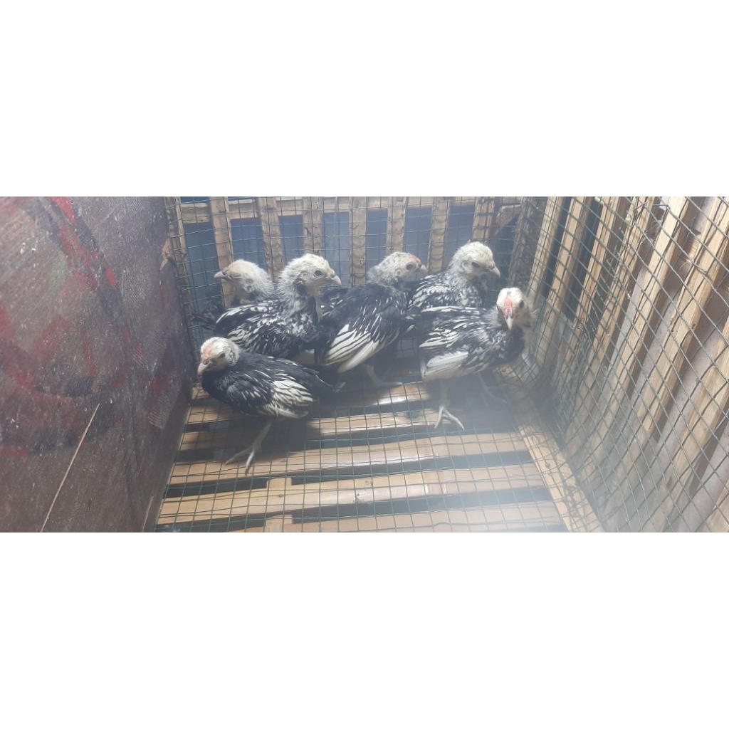 Ayam Batik/Batik Kanada/Batik Itali/ Batik Chamois