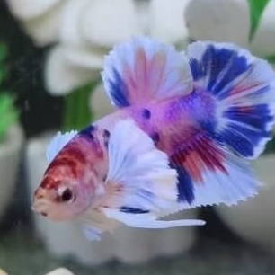 ikan cupang DUMBO MULTY (bahanan/anakan)