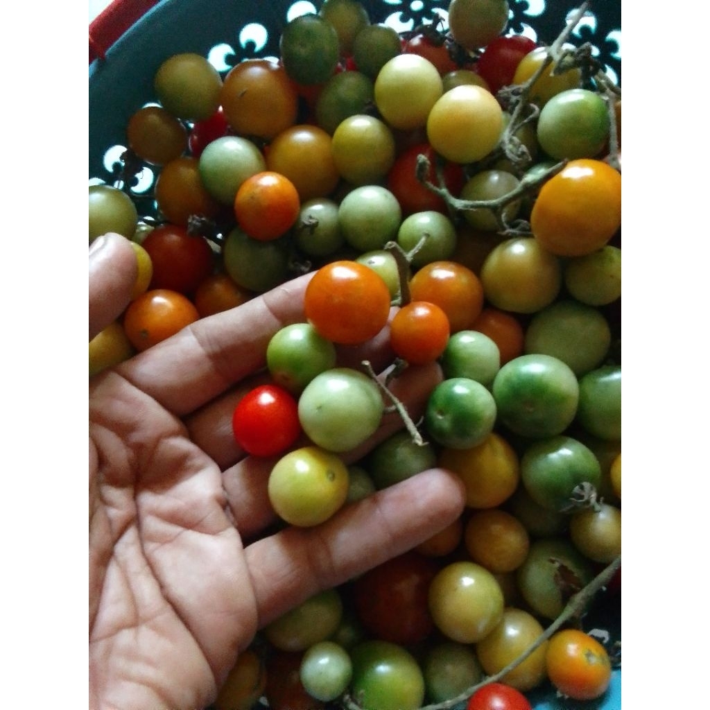 rampai Lampung,tomat cung 250 gram