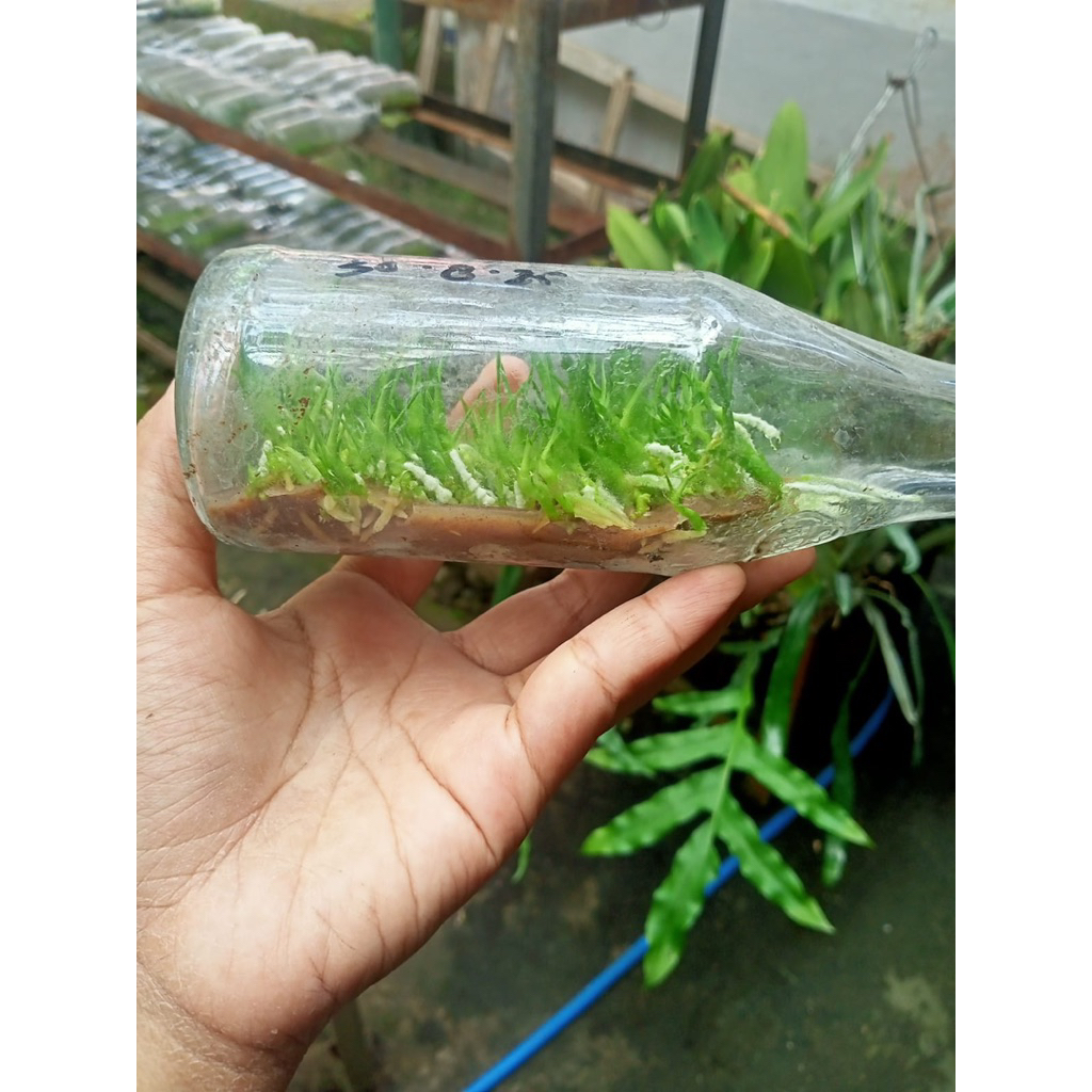 Grammatophyllum Botolan