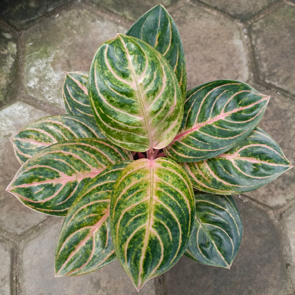 Aglaonema Rinjani