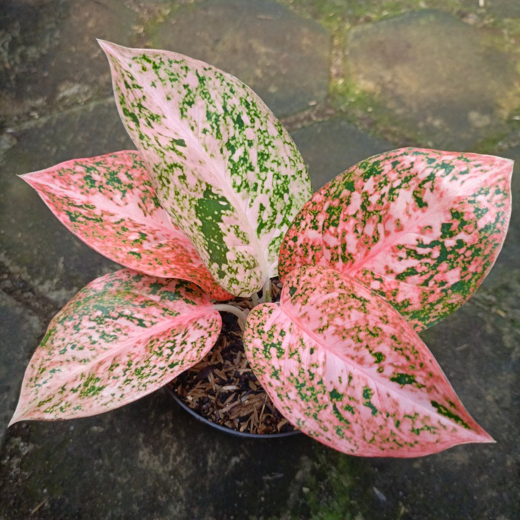 Aglaonema Orange Stardust