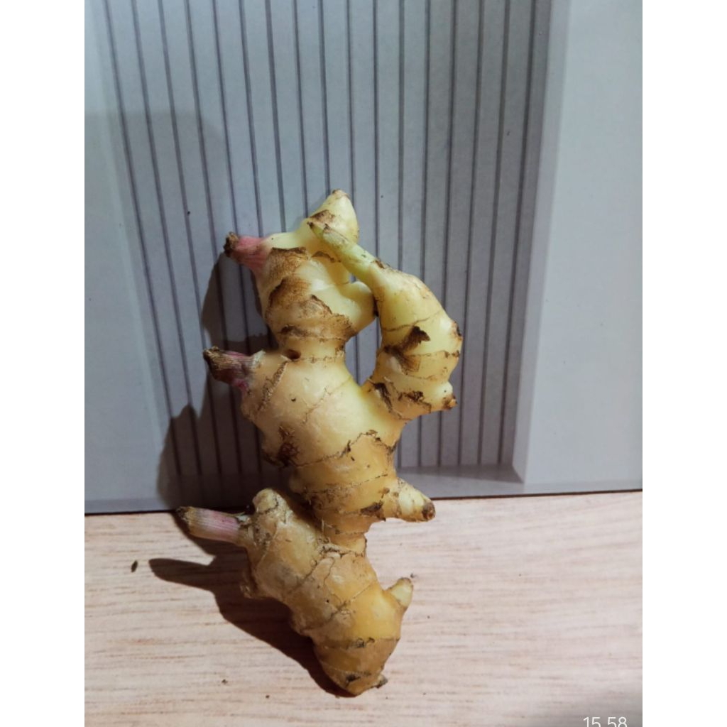 JAHE SEGAR / JAHE PUTIH / LIAK