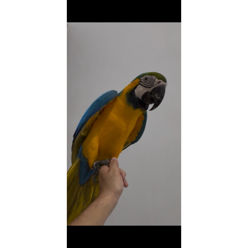 blue and gold macaw jinak monggo