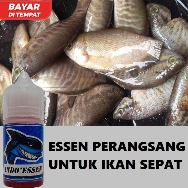 READY STOCK ESSEN PERANGSANG IKAN SEPAT ISI 30ML | INDO ESSEN