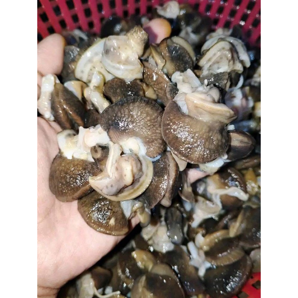 Daging Bekicot02 Mentah premium quality