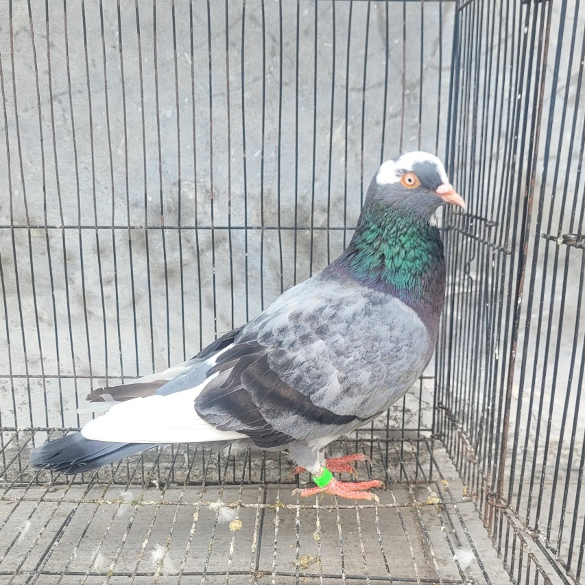 burung merpati kolong burung dara kolongan