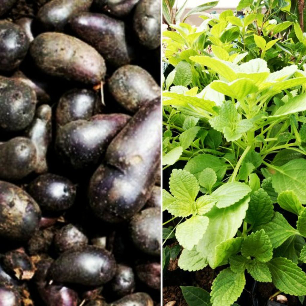 bibit tanaman kentang hitam| kentang hitam