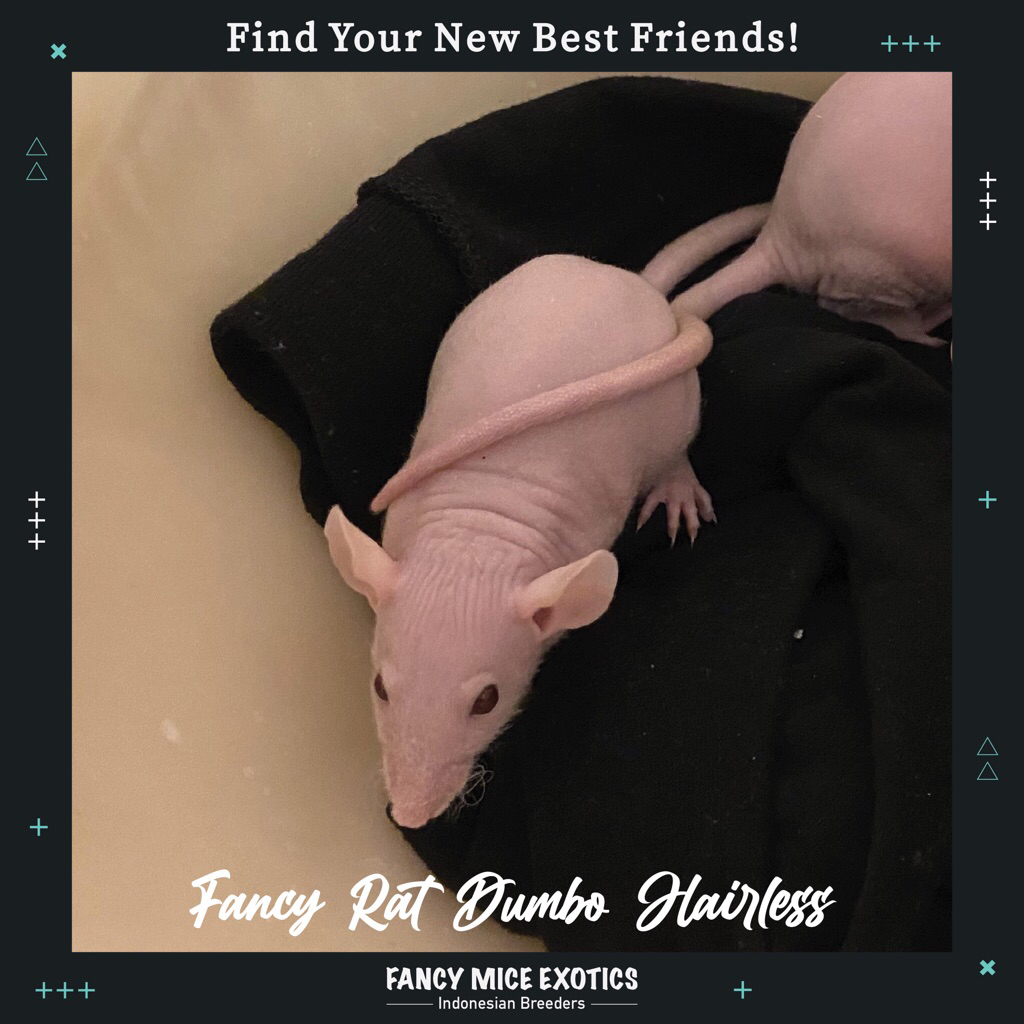 Fancy Rat/Tikus Hias ( Dumbo Hairless )
