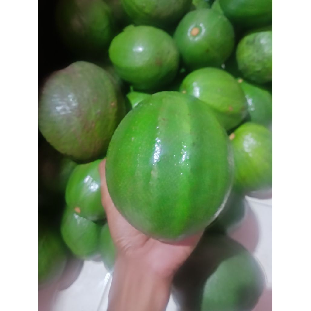 Alpukat markus grade A super dengan kondisi tua siap peram (harga per buah, berat 1 kg bisa lebih)