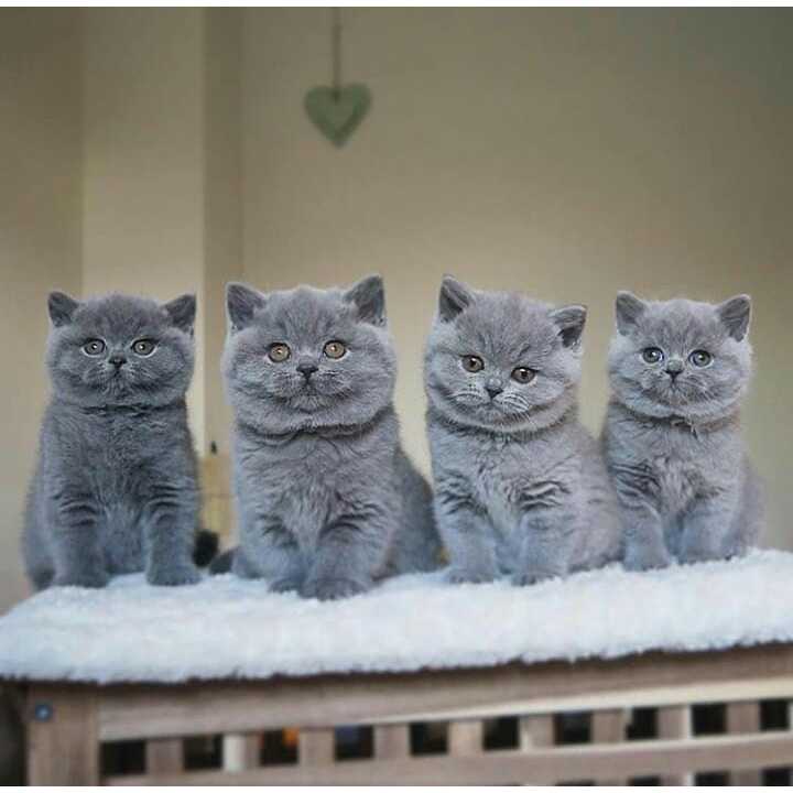 Kucing British Shorthair - Ragdoll Munchkin Persia Peaknose Mainecoon Scottish Fold