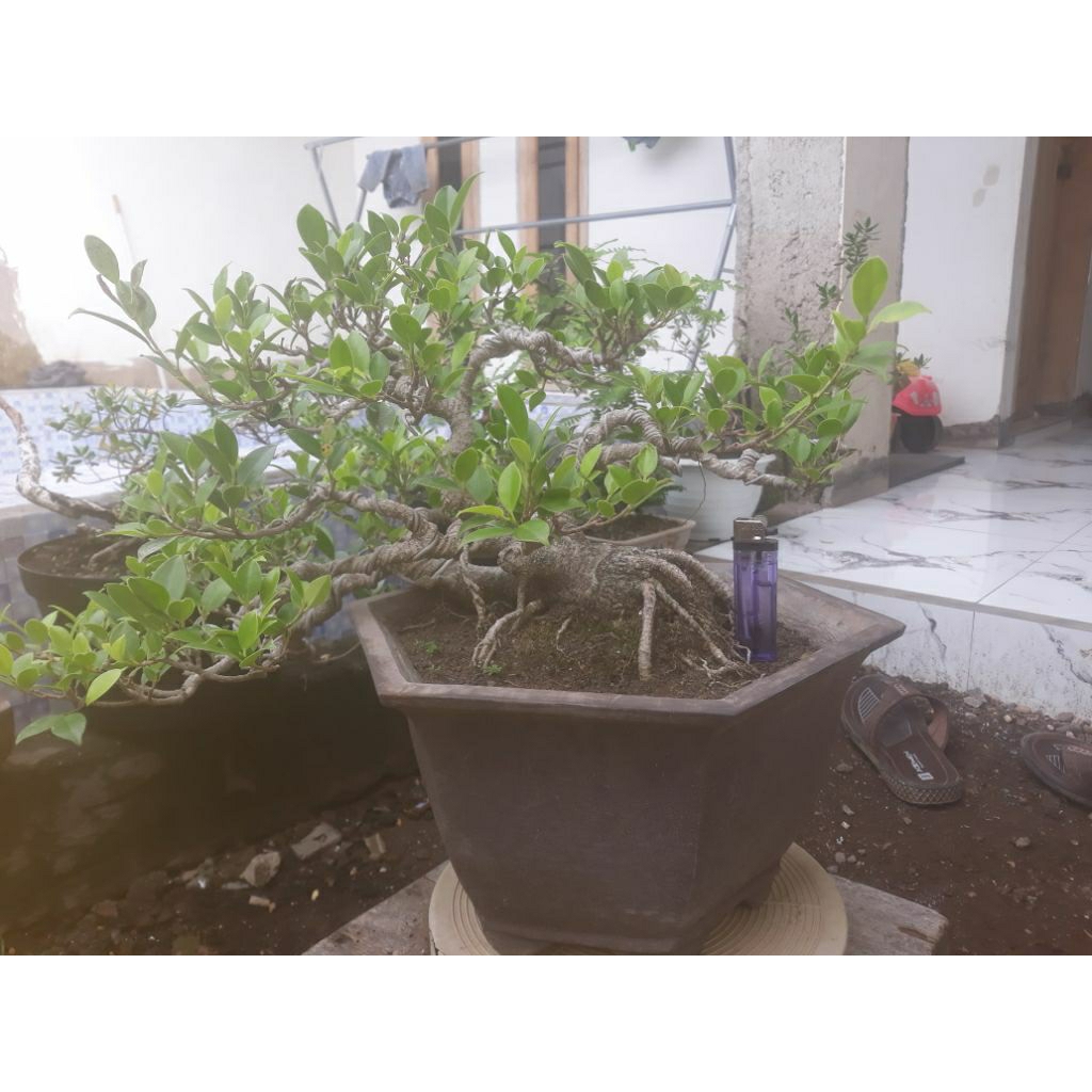 bahan bonsai kimeng siap pajang