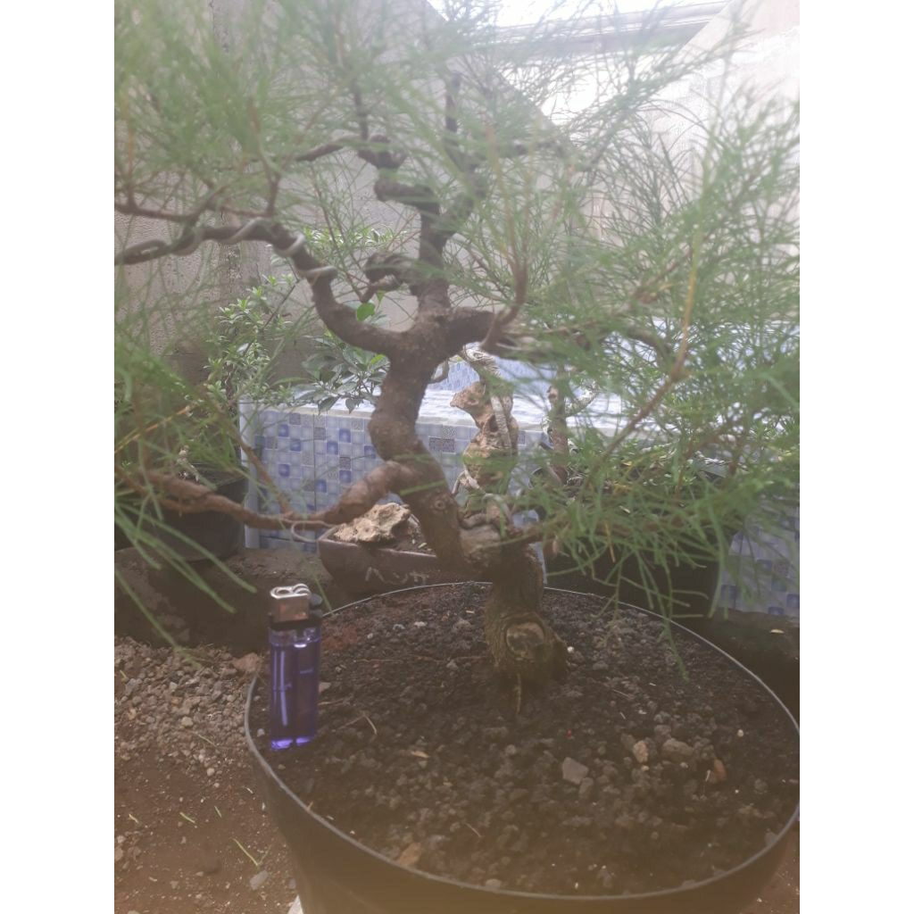 bahan bonsai cemara udang