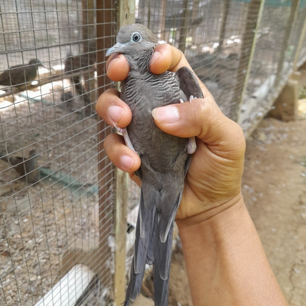 burung perkutut cemani remaja sepasang