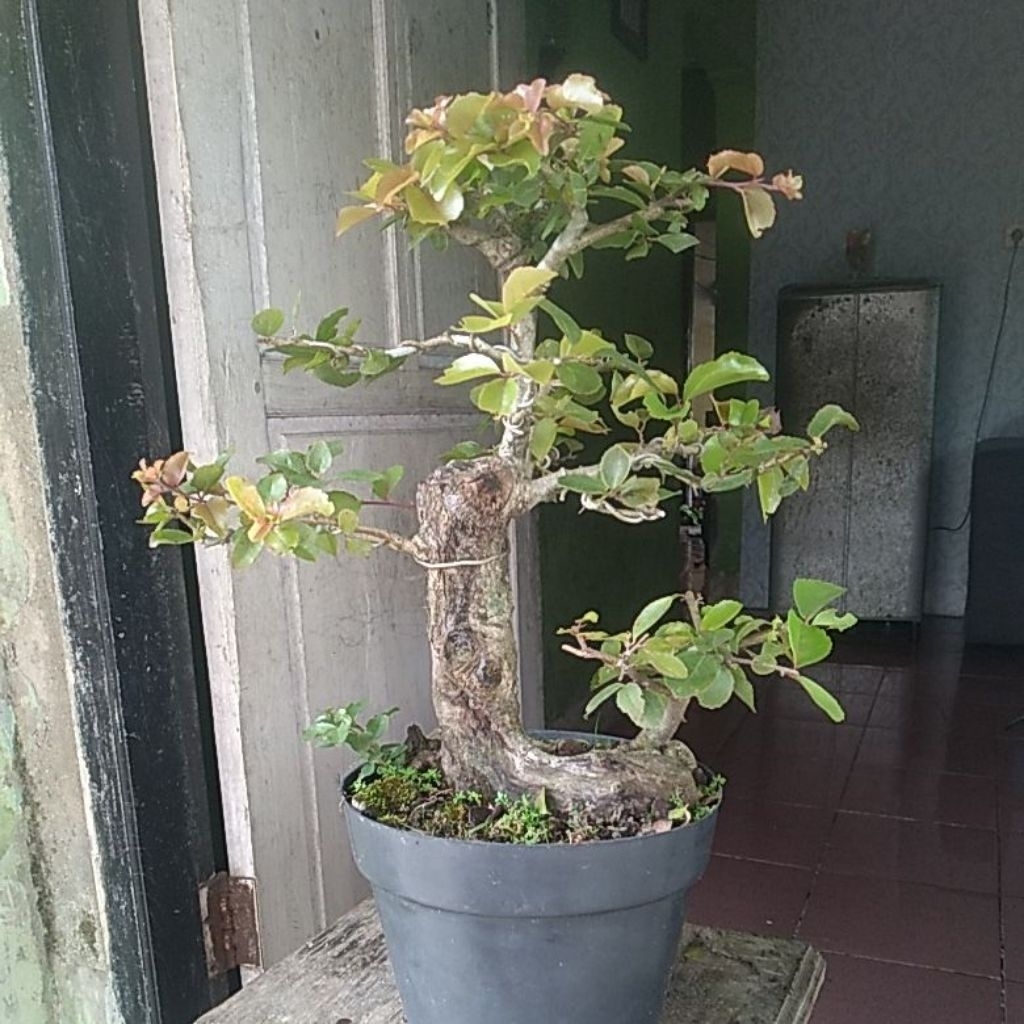 Tanaman hias bonsai rukem pucuk merah