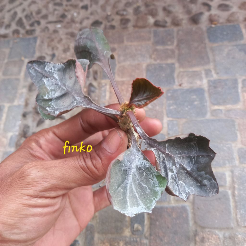 euphorbia francoisii maple leaf, big leaf (18)