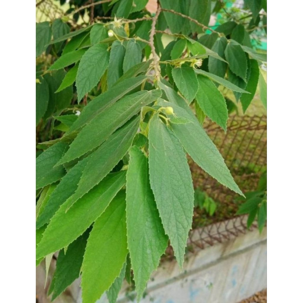 Daun kersen Daun kersen Segar fresh Herbal