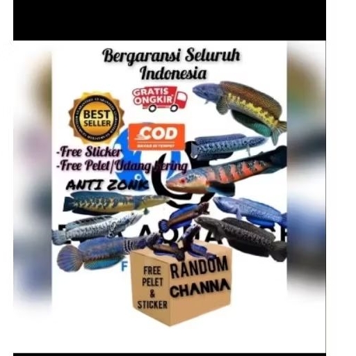 Misteri box ikan Channa random grade A anti zonk