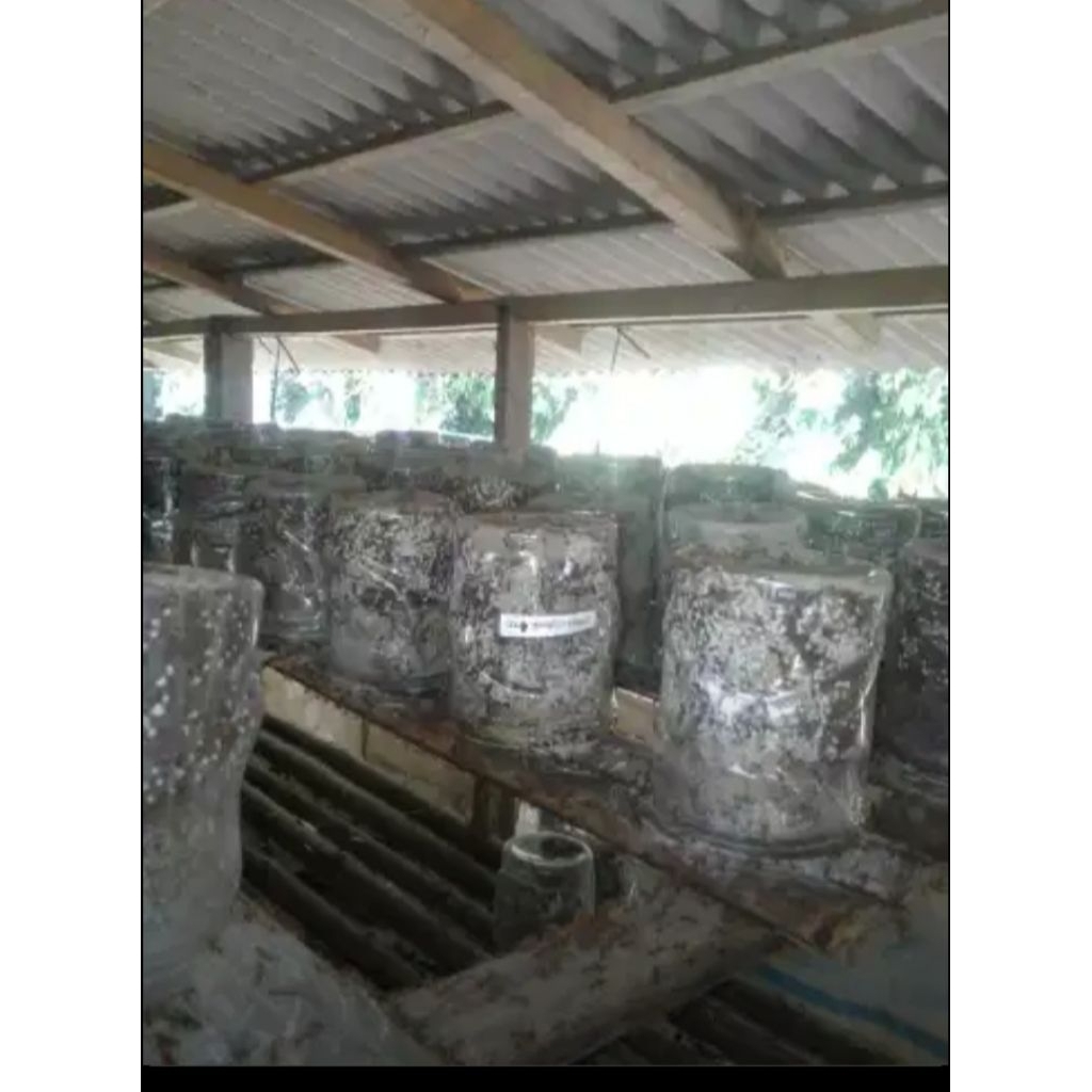 bibit kroto paket 100toples bibit kroto super produktif