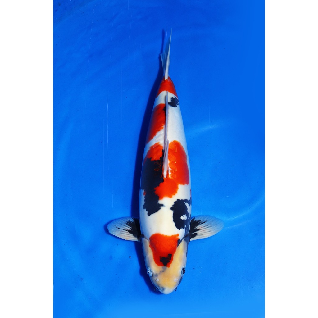 Koi Import Doitsu Showa Shinoda Koi Farm Size 50 cm
