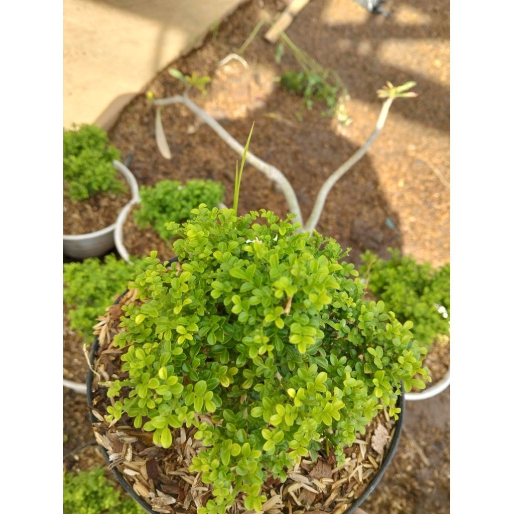 tanaman hias bahan bonsai kemuning super micro rimbun stok terbatas