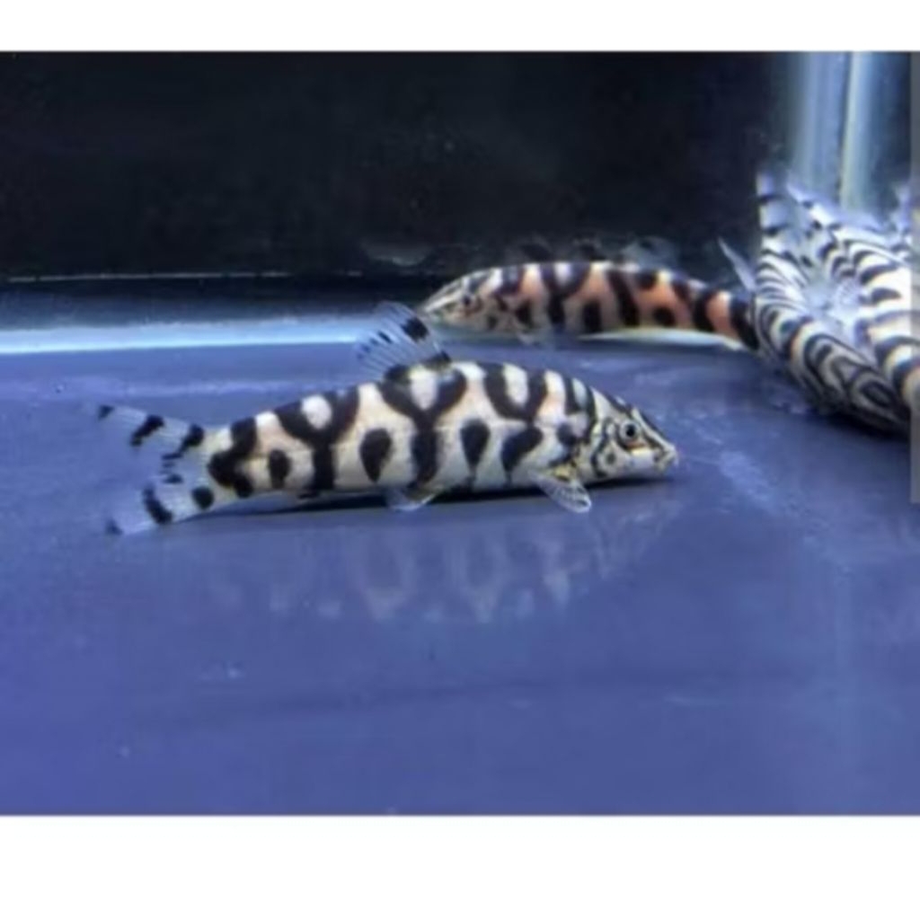 ikan pemakan lumut botia botea india