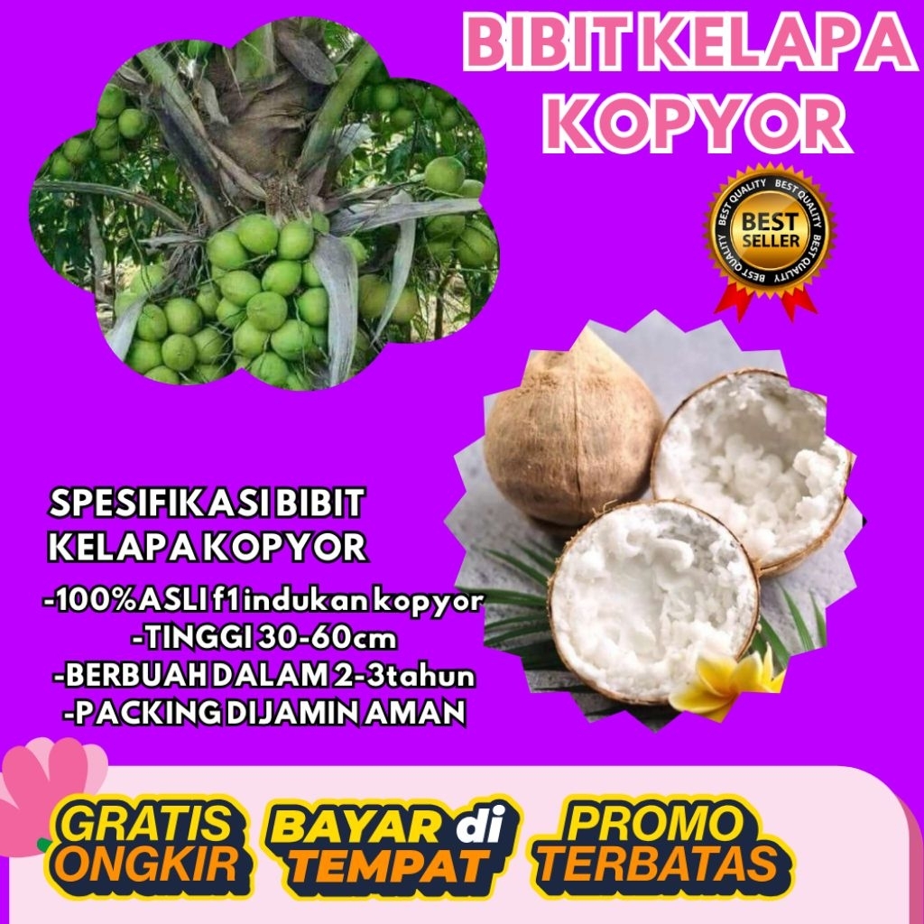 PROMO  Bibit Kelapa Kopyor, Bibit Kelapa Kopyor Asli, Bibit Kelapa Kopyor Bersertifikat
