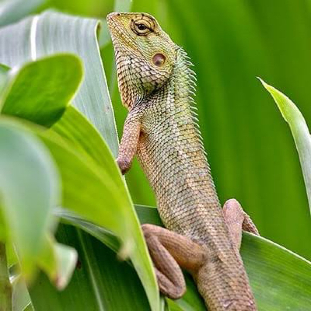 Stiker Bunglon taman 1e