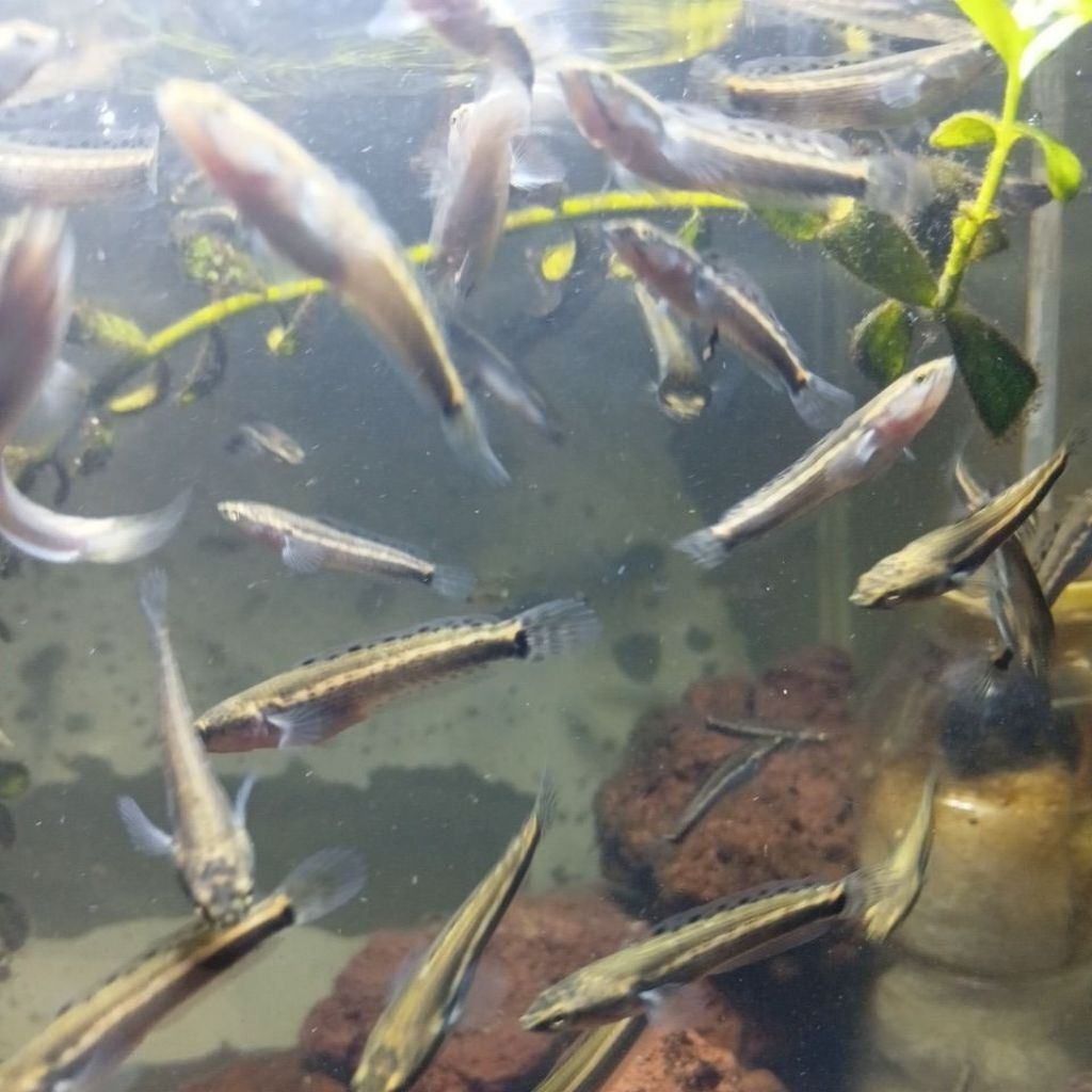 baby channa blue pulcra