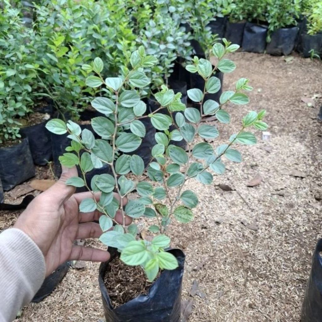 Tanaman bidara arab asli - pohon bidara rimbun