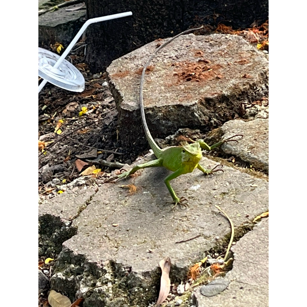 musang tapi bukan musang