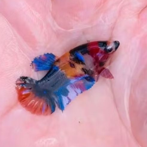 Cupang multi betlna | cupang bagus multi colour