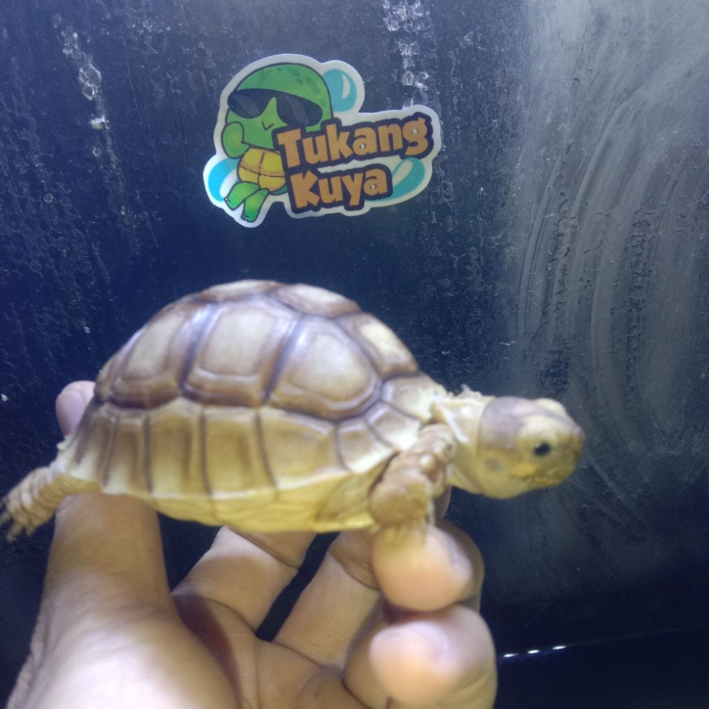 Pelet Sulcata Dari Blitar 6cm dan 12cm