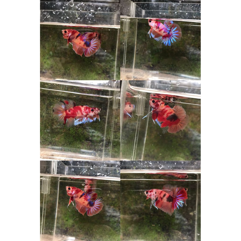 Cupang PK Nemo multy