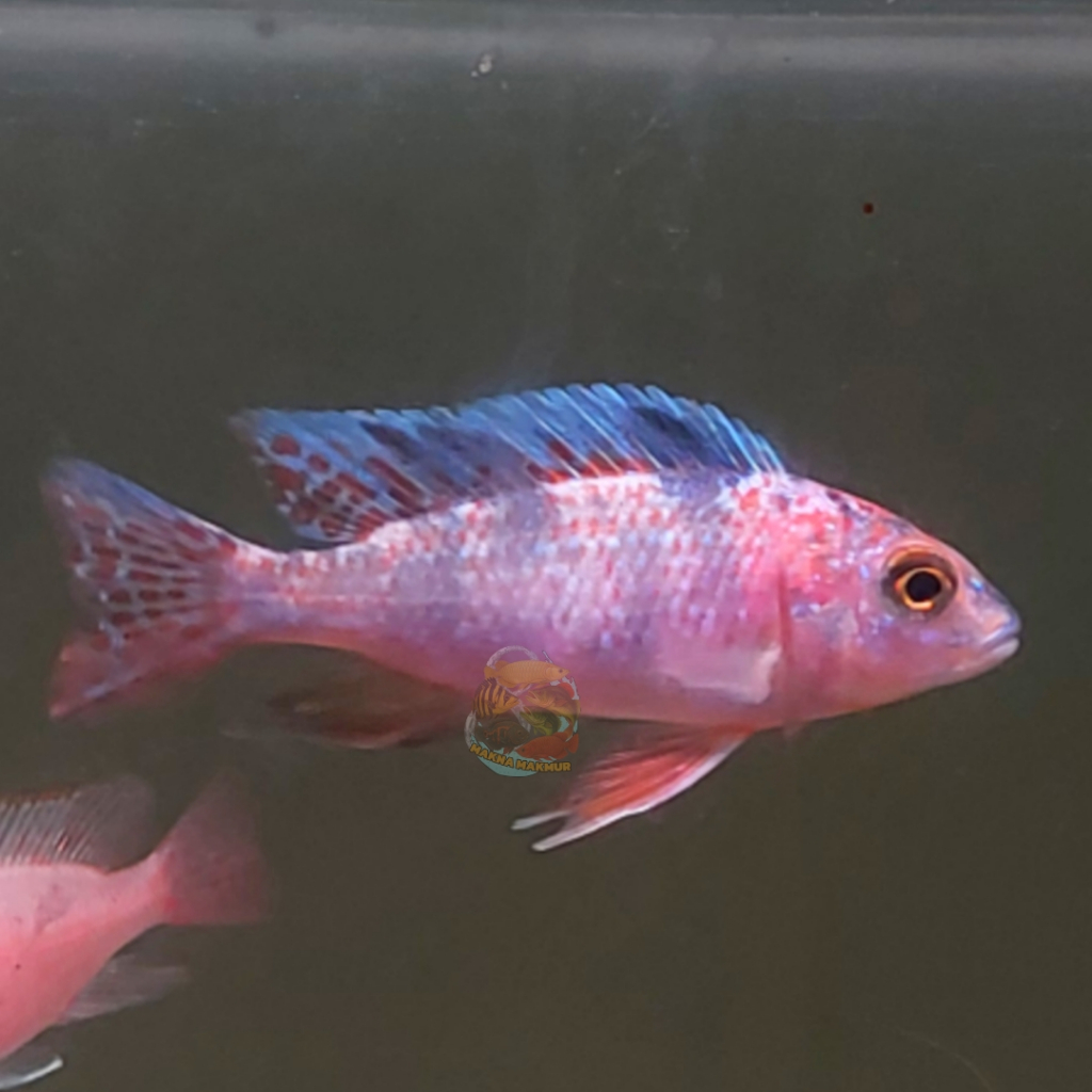 cichlid ob peacock siklid afrika
