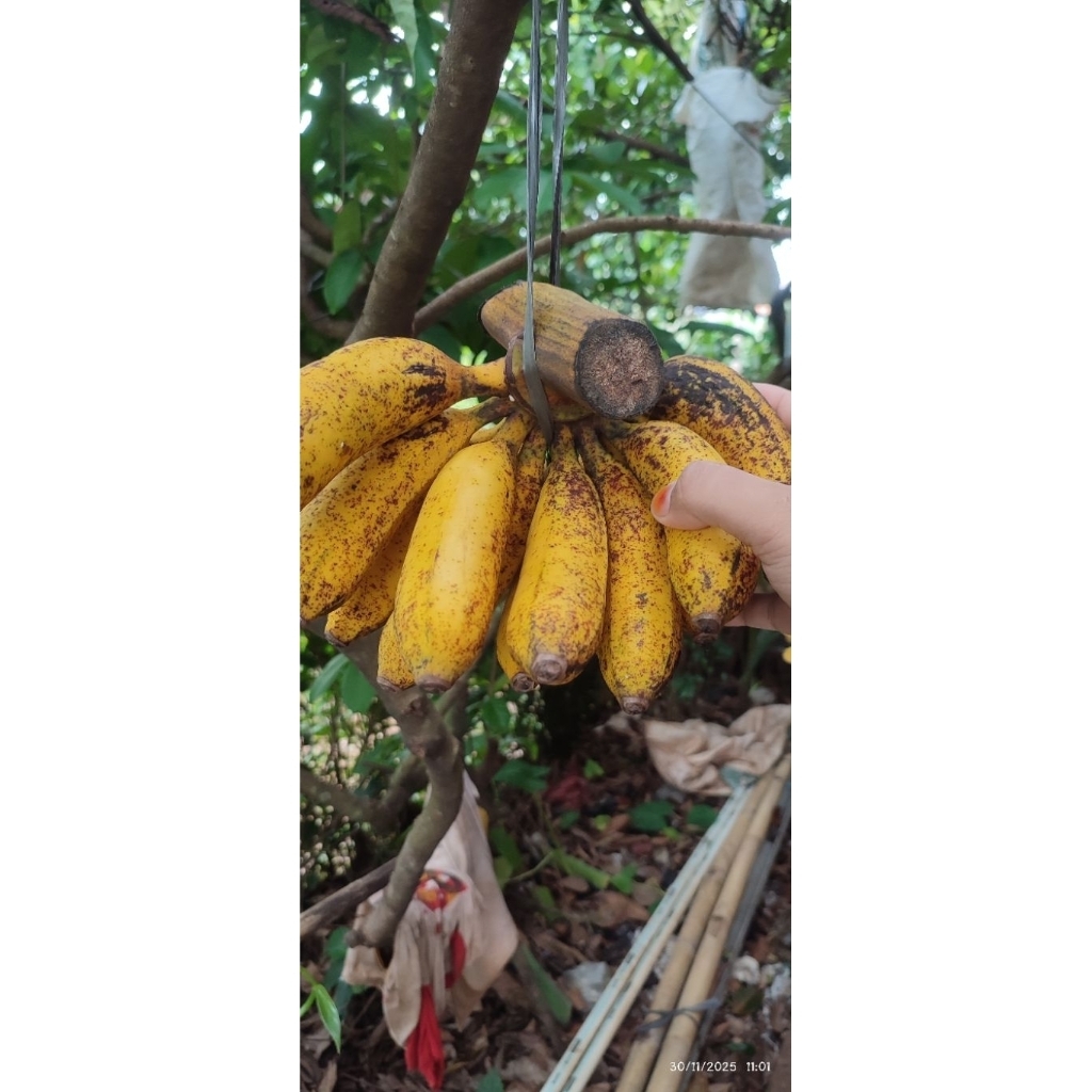 Pisang Raja Serai Kepok Kunyit Pisang Tanduk Super