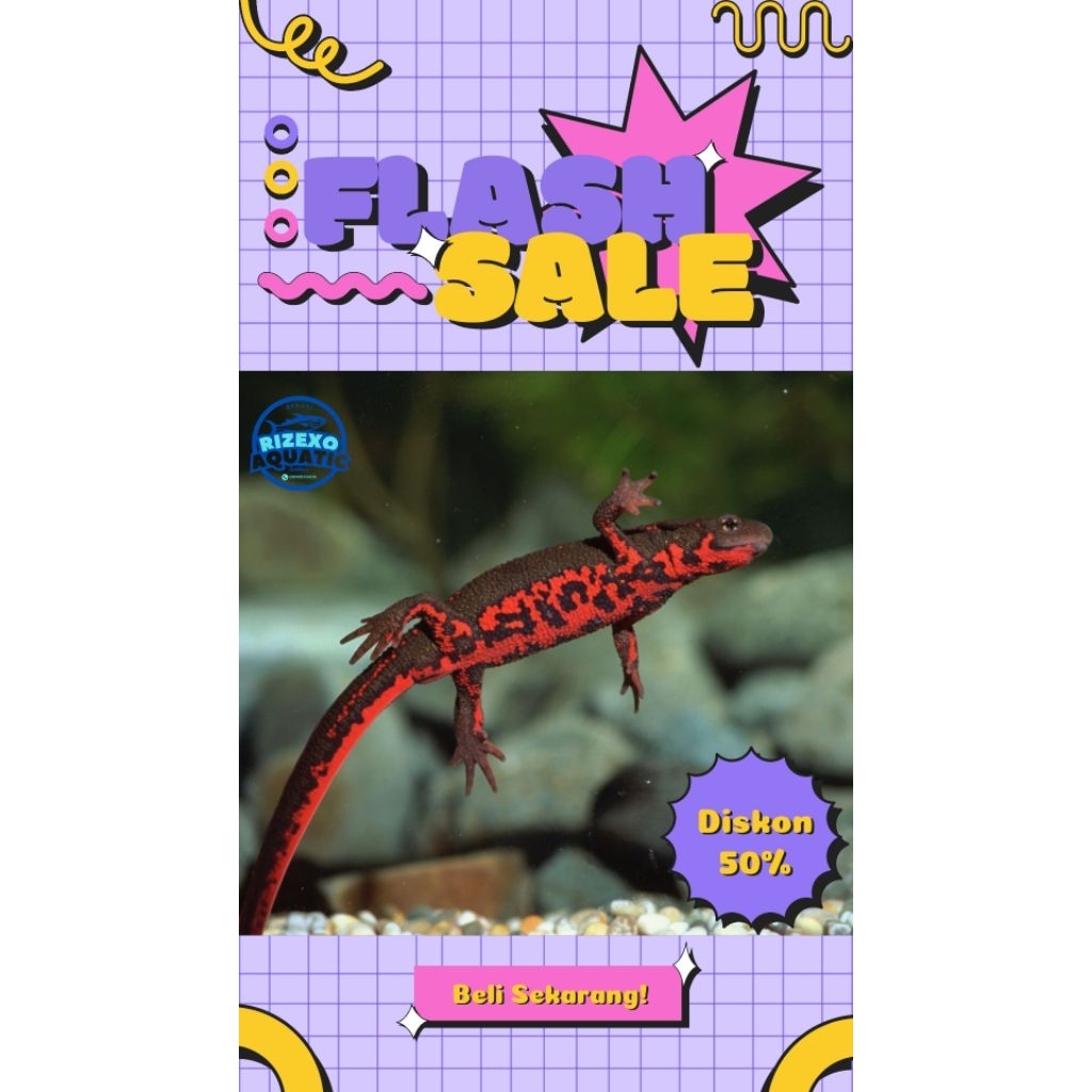 Salamander Red Belly 10-12 CM #PromoSpecial